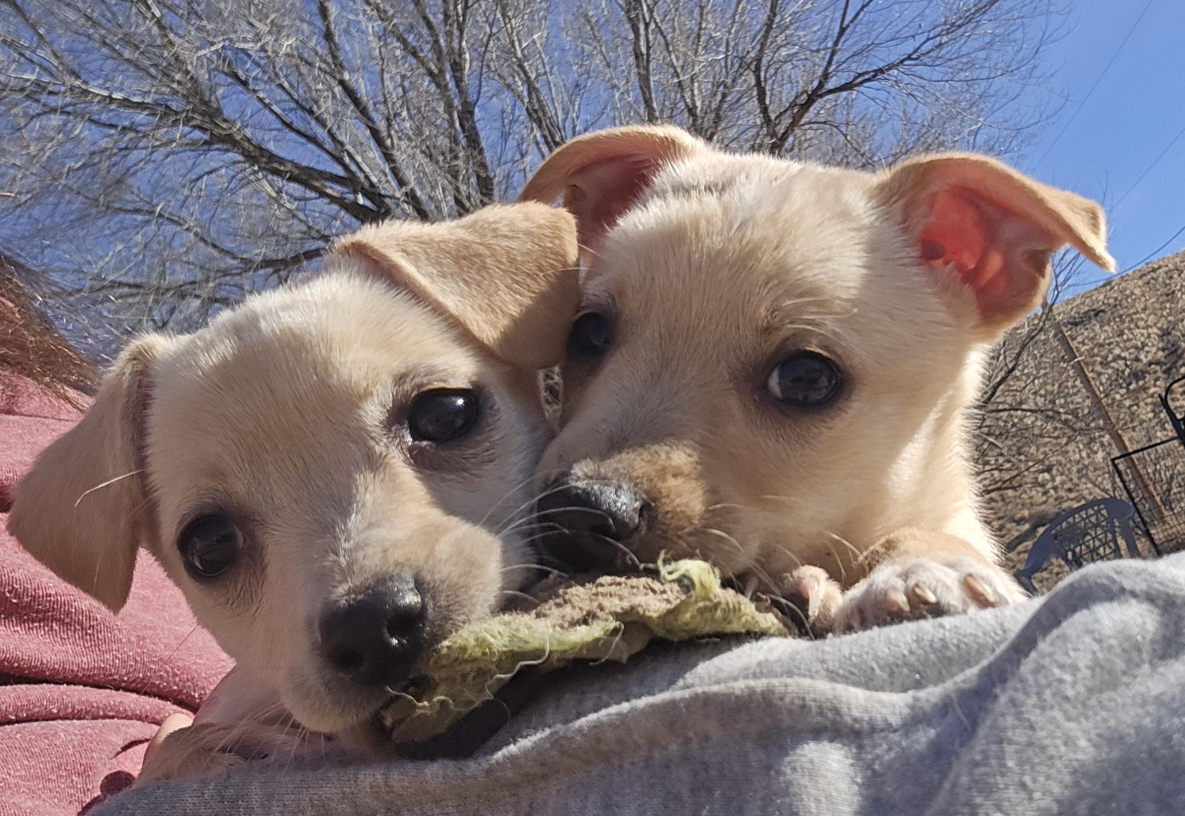 Enlarge **TOPPLE, a ADOPTABLE mixed breed in Peralta, NM image 3/6