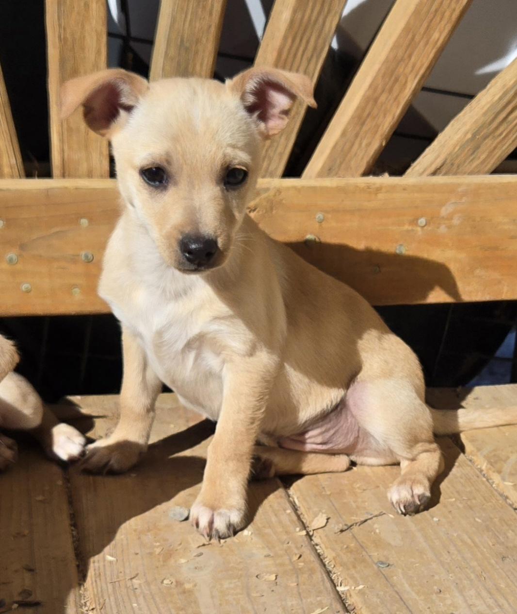 Enlarge **TOPPLE, a ADOPTABLE mixed breed in Peralta, NM image 2/6