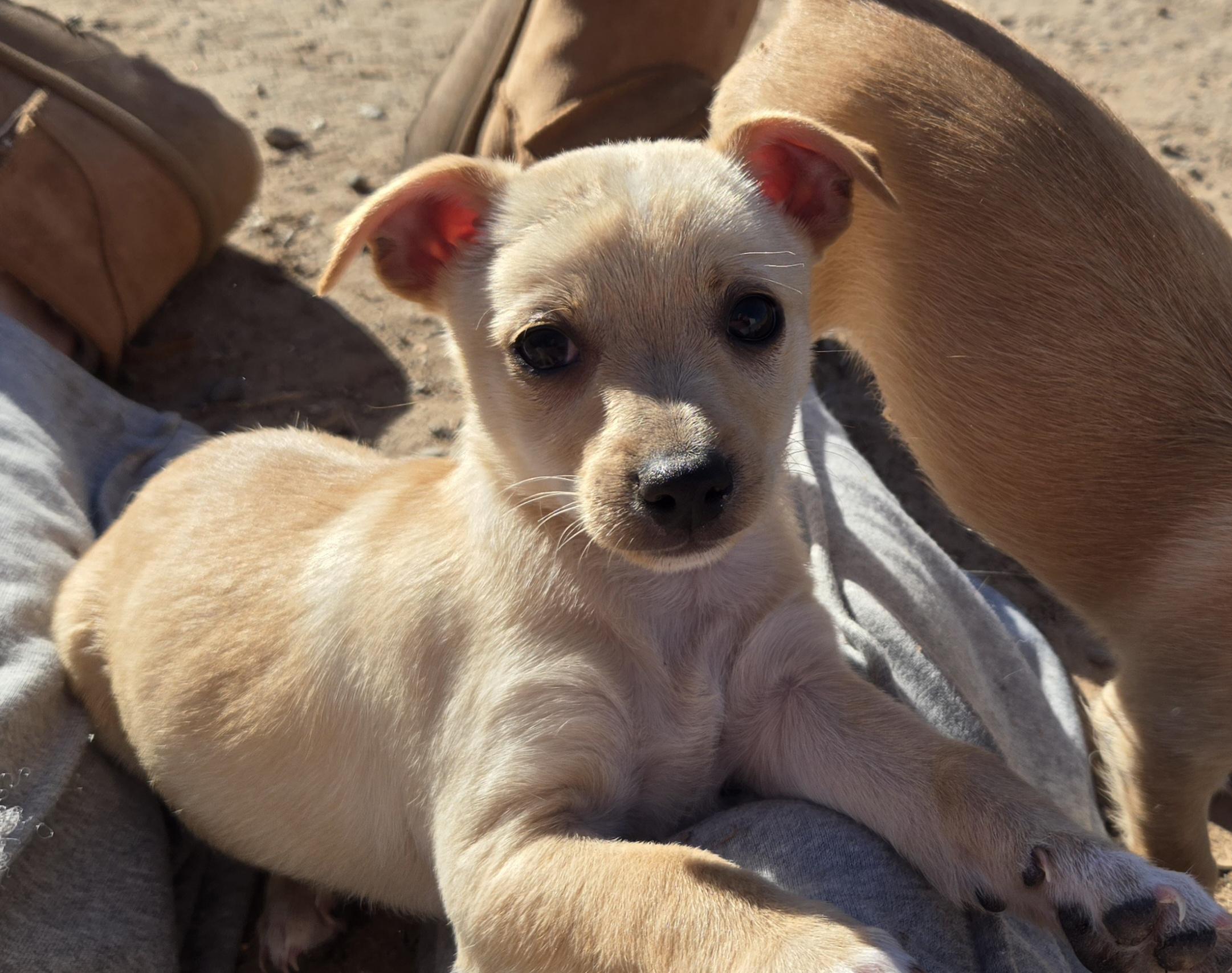 Enlarge **TOPPLE, a ADOPTABLE mixed breed in Peralta, NM image 5/6