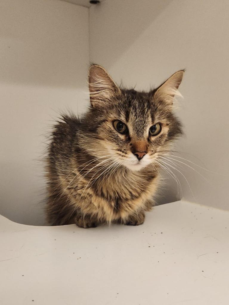 PetCo Condo #3, Adoptable, Young Female Domestic Short Hair.