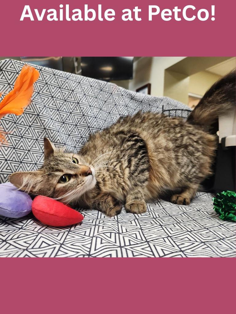 Enlarge PetCo Condo #3, a Adoptable mixed breed in Greenville, TX image 2/2