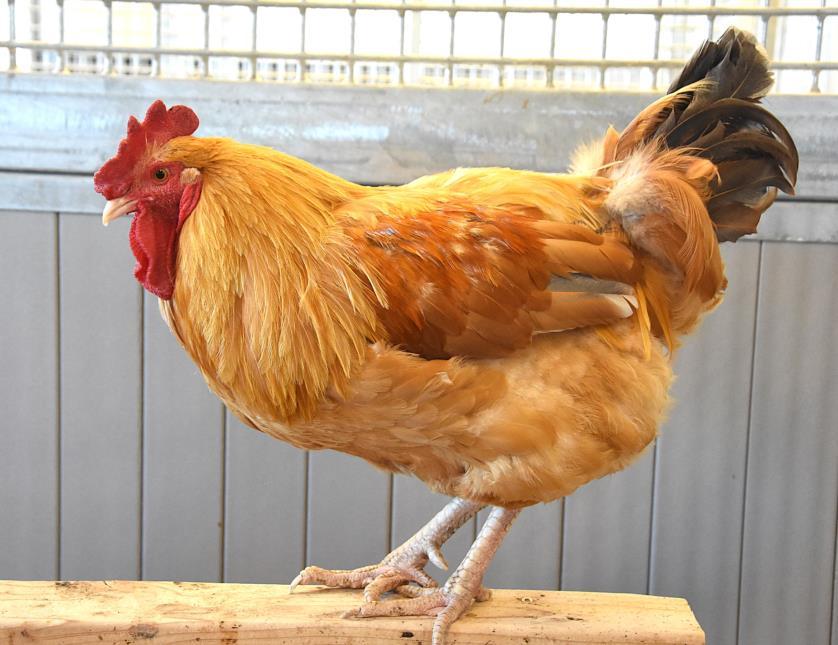 BIG BOY, Adoptable, Young Male Chicken.