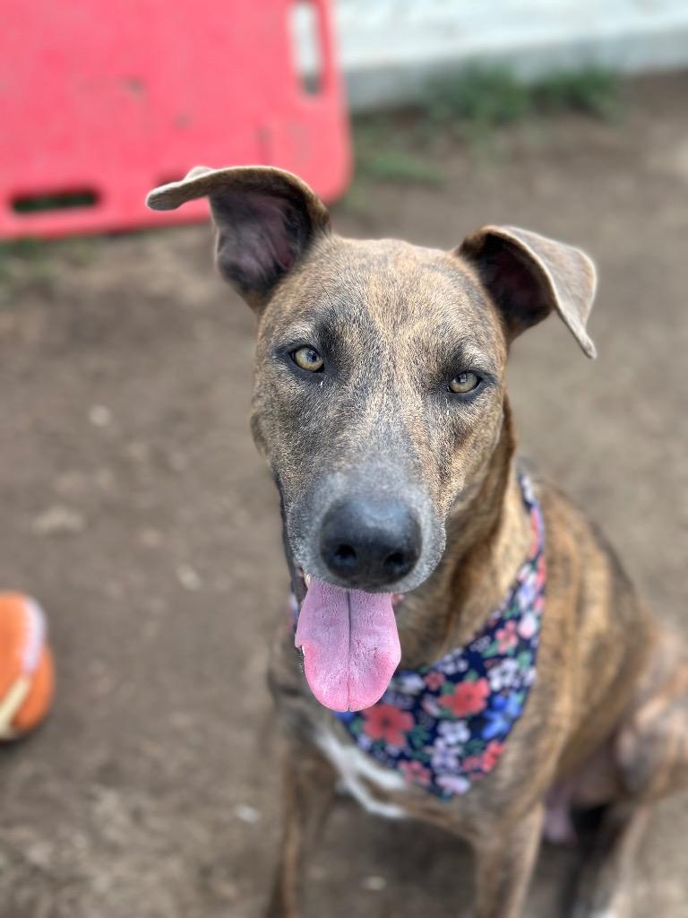 Enlarge Nora, a Adoptable mixed breed in Tehachapi, CA image 6/6