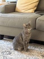 Enlarge Daryl , a ADOPTABLE mixed breed in Salem, NH image 3/3