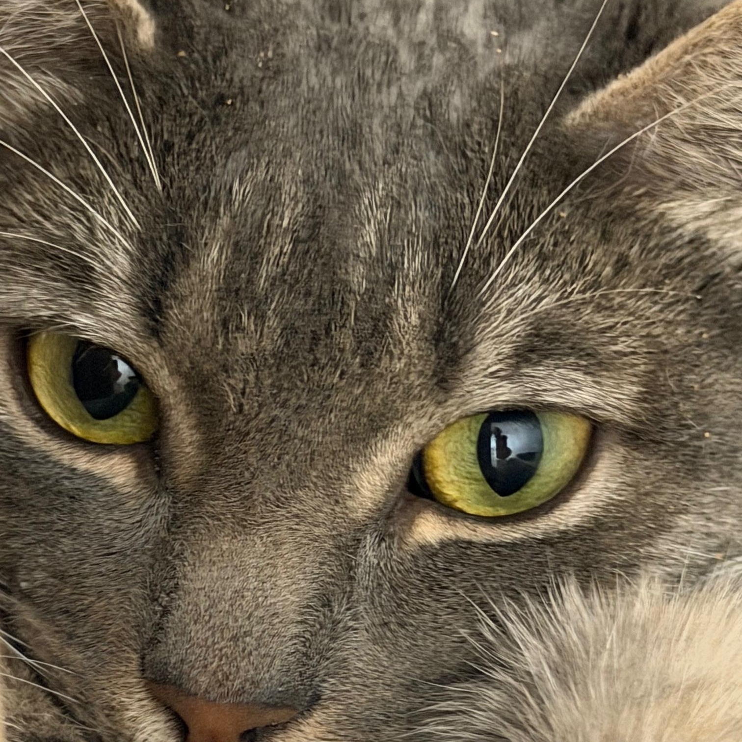 Enlarge Daryl , a ADOPTABLE mixed breed in Salem, NH image 2/3