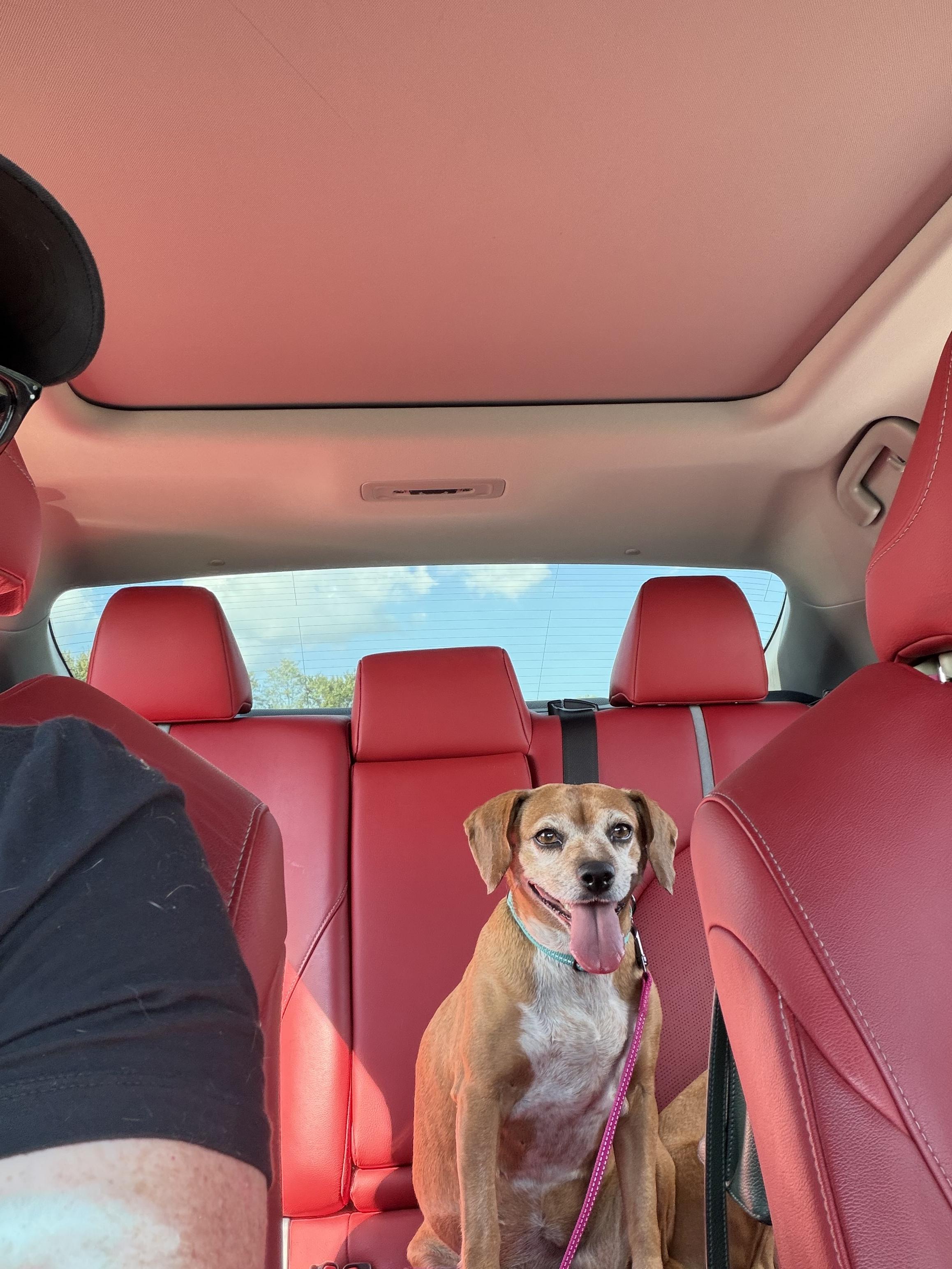 Sierra, Adopted, Senior Female Beagle.
