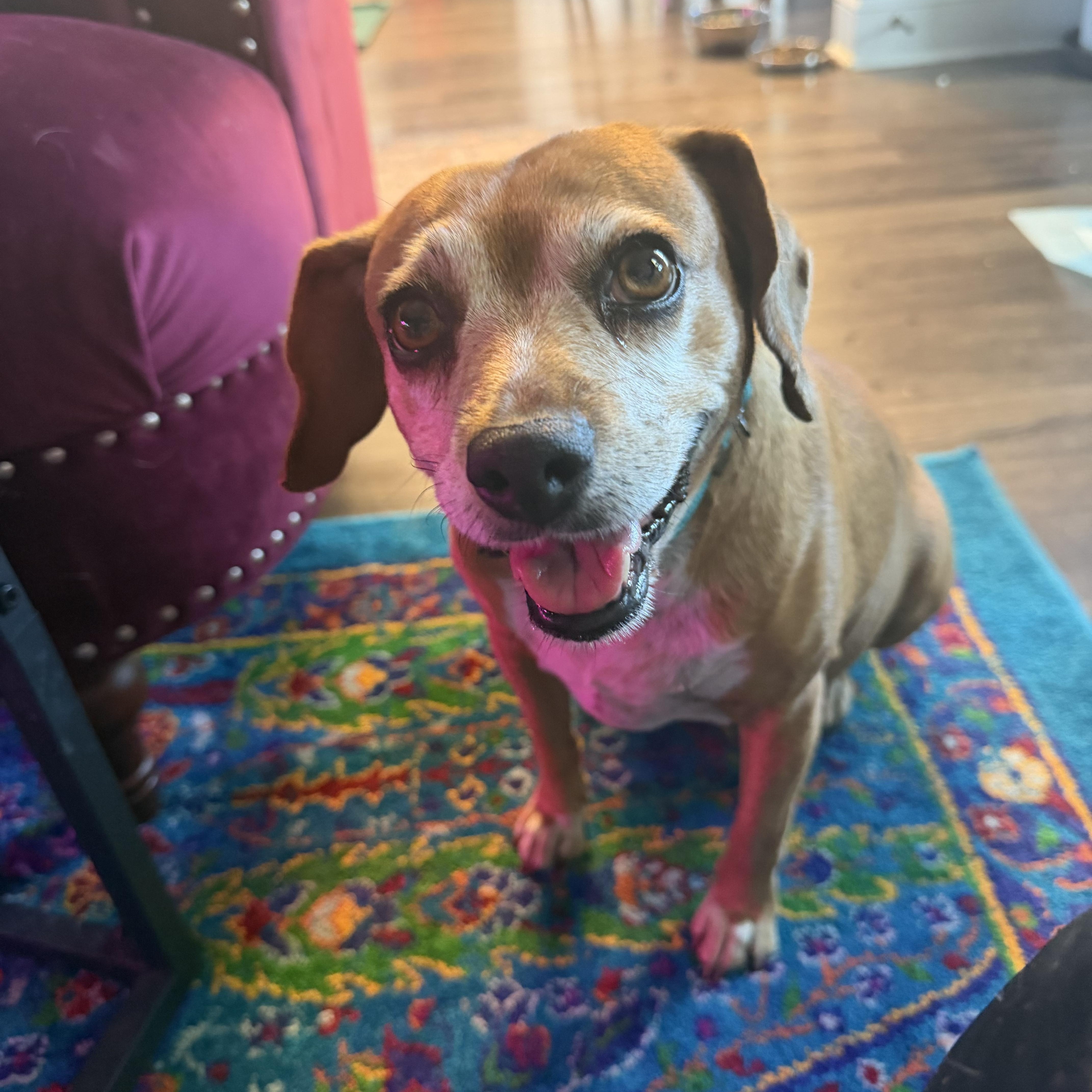 Enlarge Sierra, a Adopted Beagle in Clarksville, TN image 2/6
