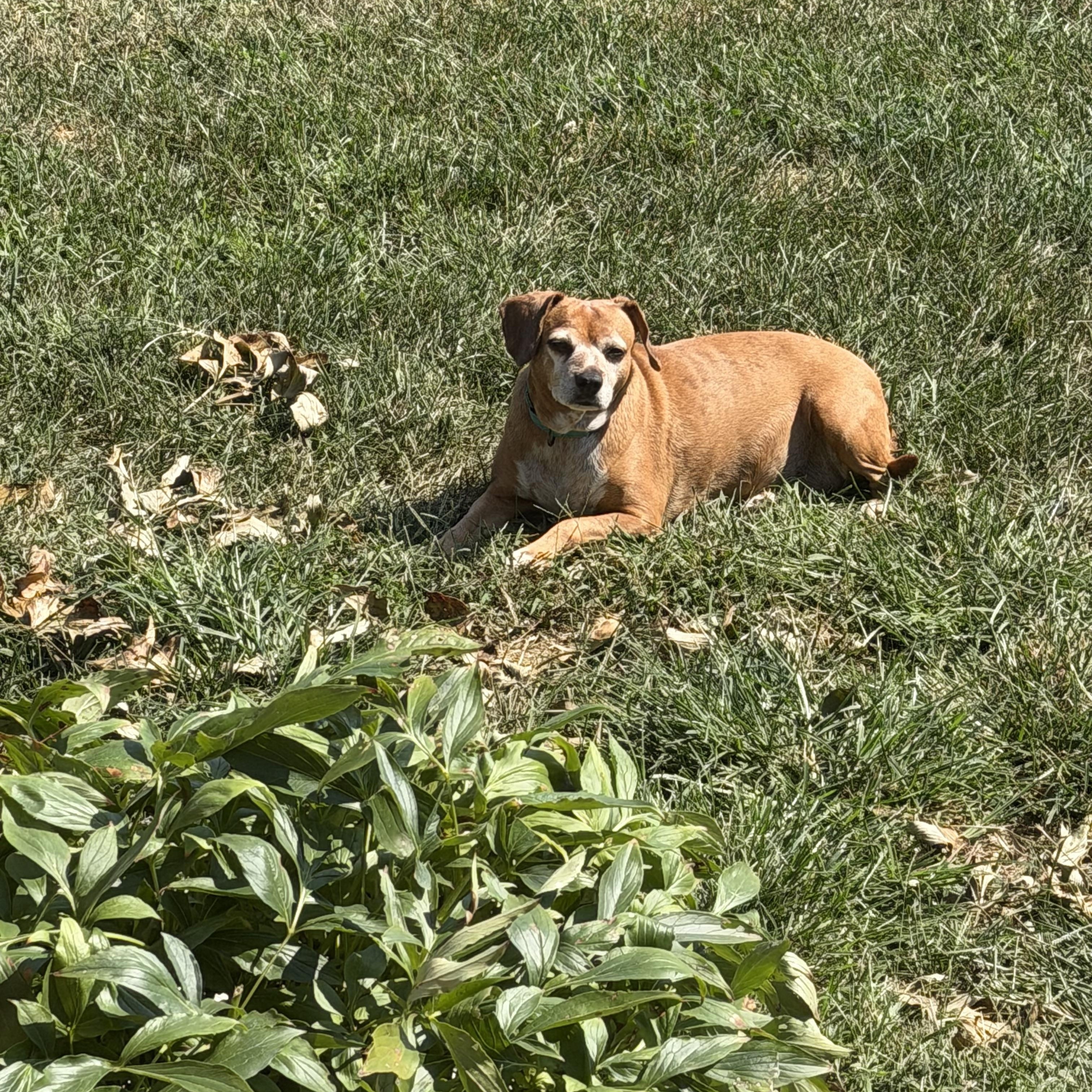 Enlarge Sierra, a Adopted Beagle in Clarksville, TN image 6/6