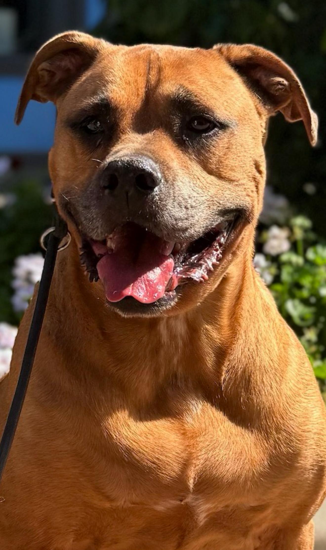 Cjay - Tongue Flopping Trotting Next to You Kind of Bestie, a Adoptable mixed breed in Carlsbad, CA image 1/5