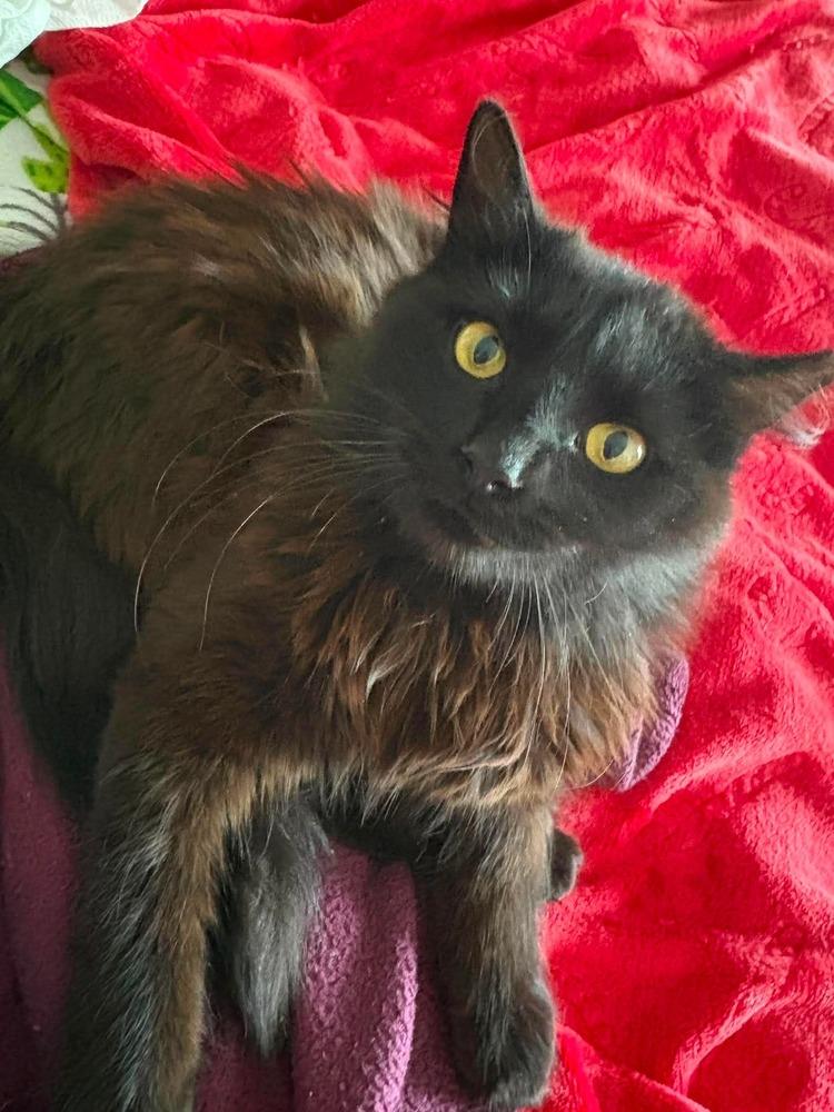 Connor, Adoptable, Young Male Domestic Medium Hair.