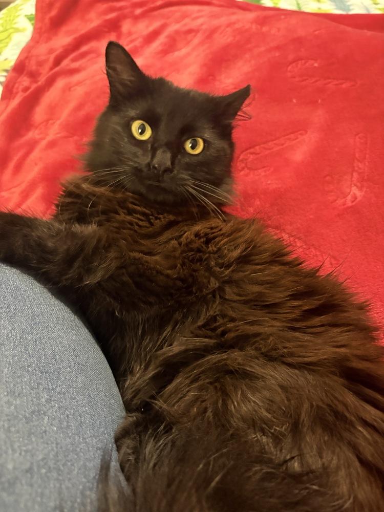 Connor, a Adoptable Domestic Medium Hair in Wilson, NC image 2/3