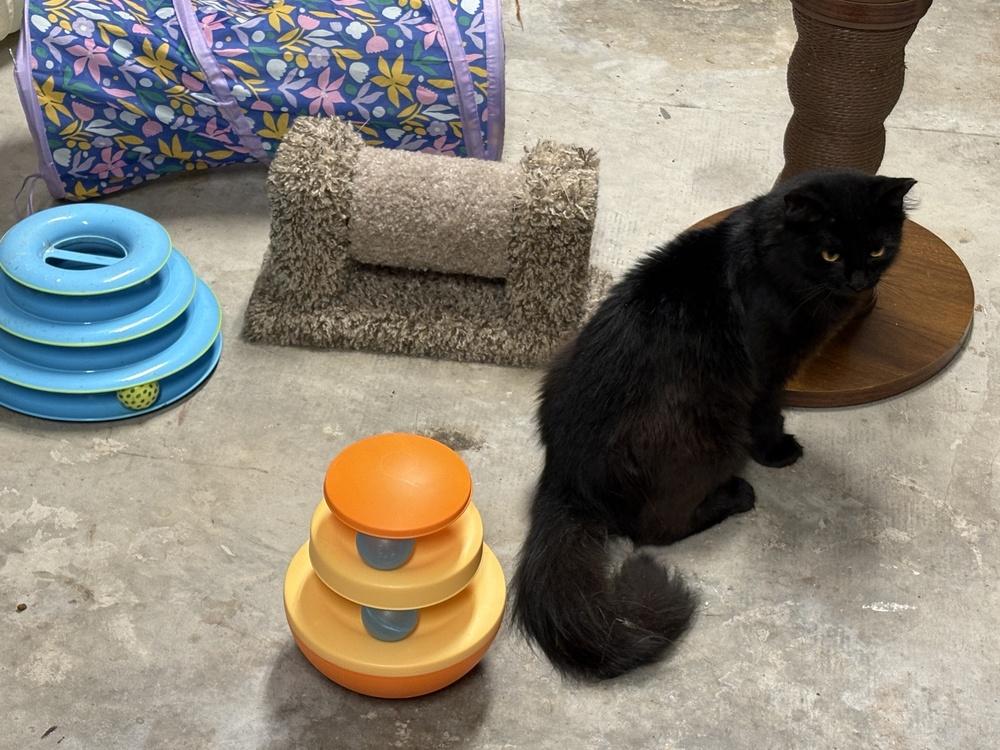 Enlarge Connor, a Adoptable Domestic Medium Hair in Wilson, NC image 3/4