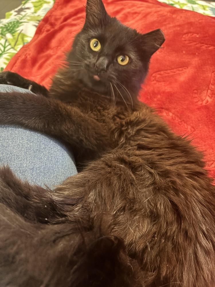 Connor, a Adoptable Domestic Medium Hair in Wilson, NC image 3/3
