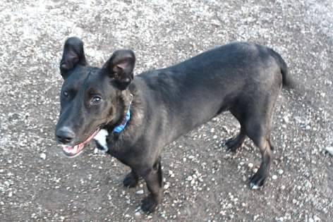 Titan, adoptable, Young Male Black Labrador Retriever.