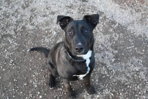 Enlarge Titan, an adoptable mixed breed in Pierre, SD image 2/3
