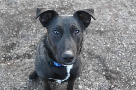Enlarge Titan, an adoptable mixed breed in Pierre, SD image 3/3