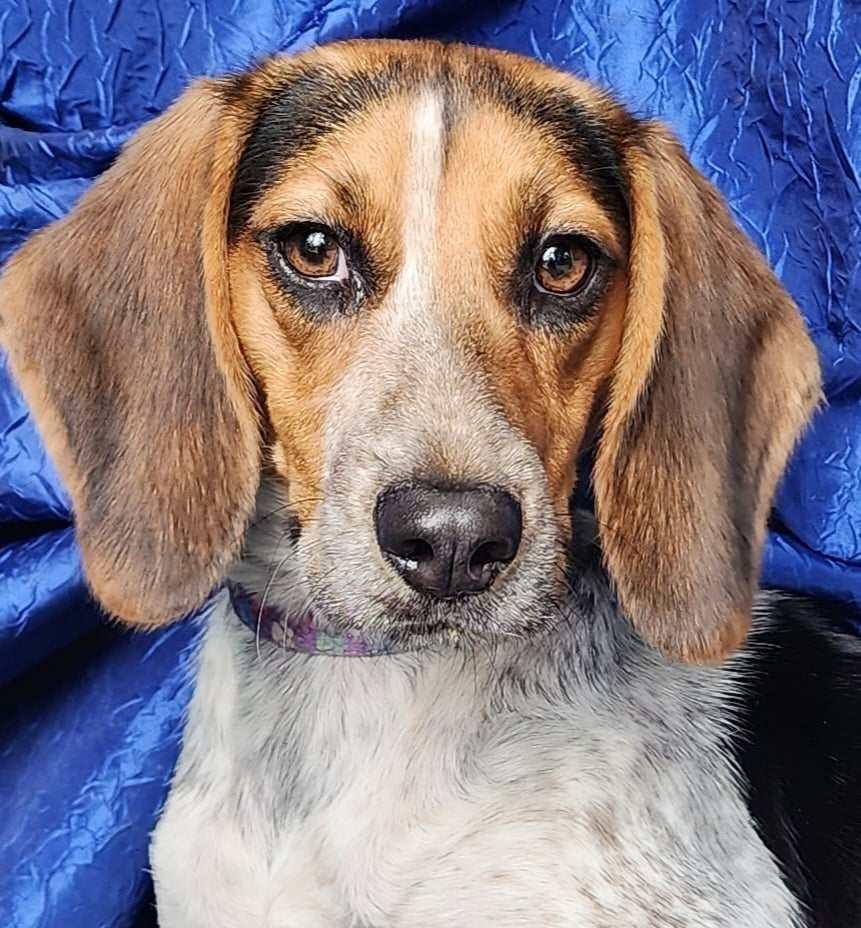 Jolene Beagle, Adoptable, Young Female Beagle.