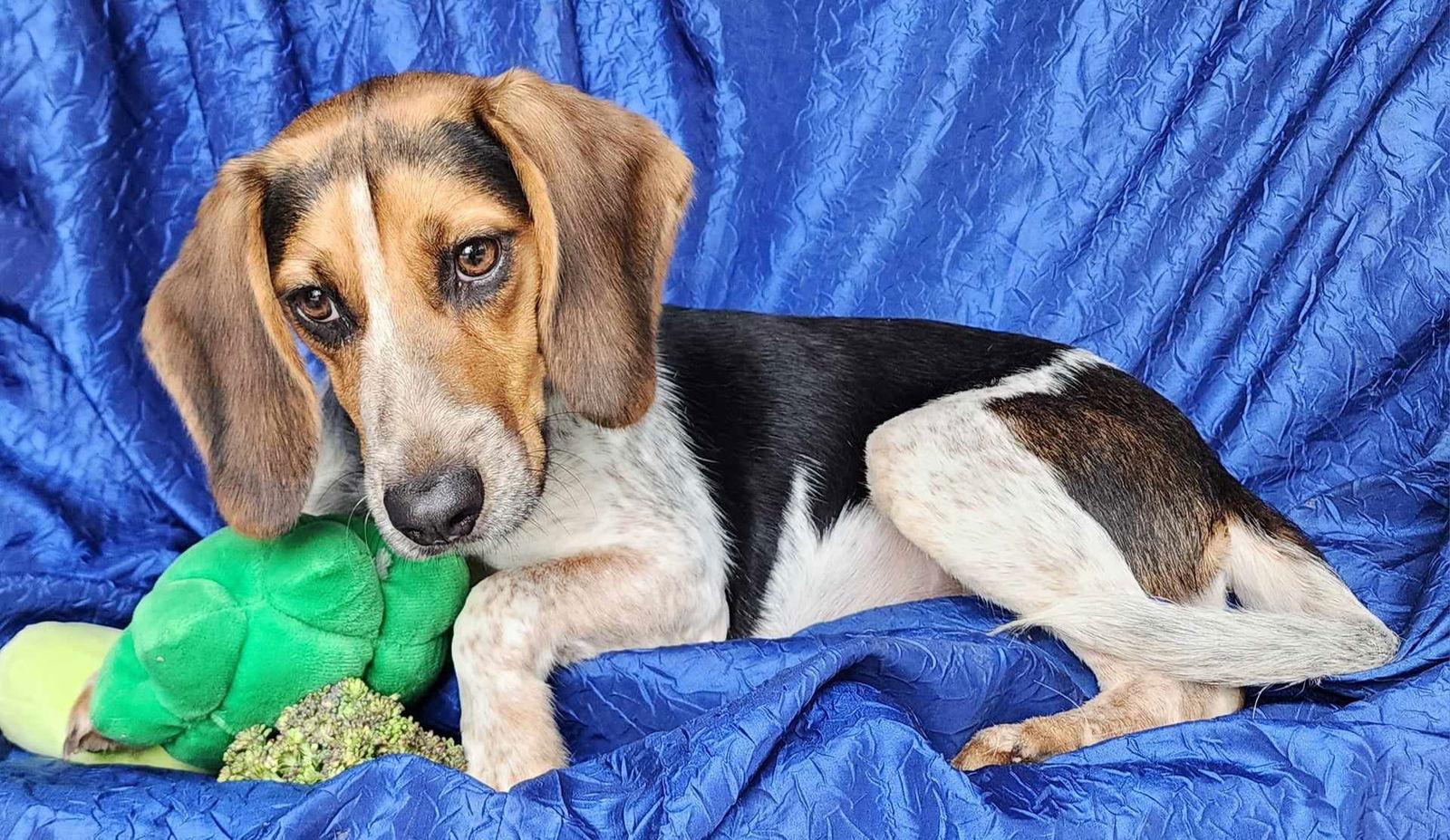 Jolene Beagle, a Adoptable Beagle in Cuba, NY image 2/4