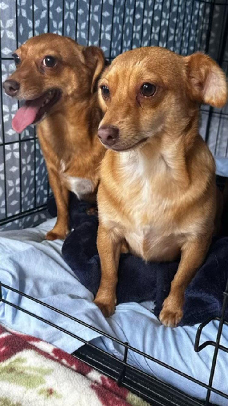 Charlie, a Adopted mixed breed in Texarkana, TX image 1/3