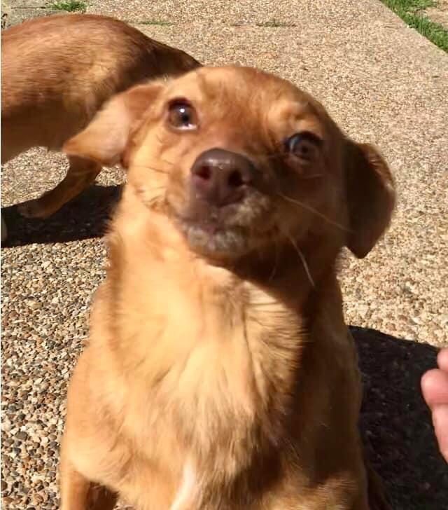 Charlie, a Adopted mixed breed in Texarkana, TX image 2/3
