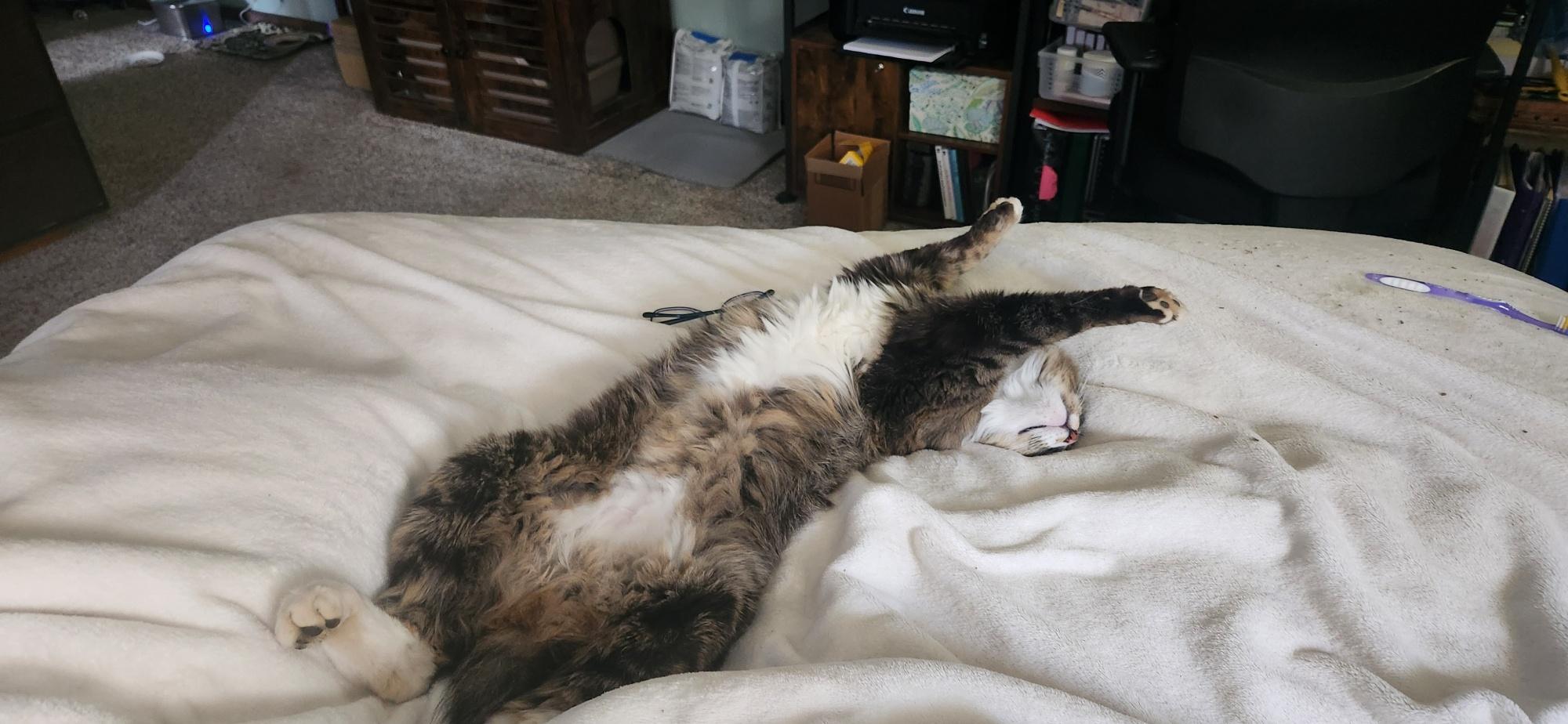 Dean, an adoptable Domestic Medium Hair in Thayne, WY, 83127 | Photo Image 6