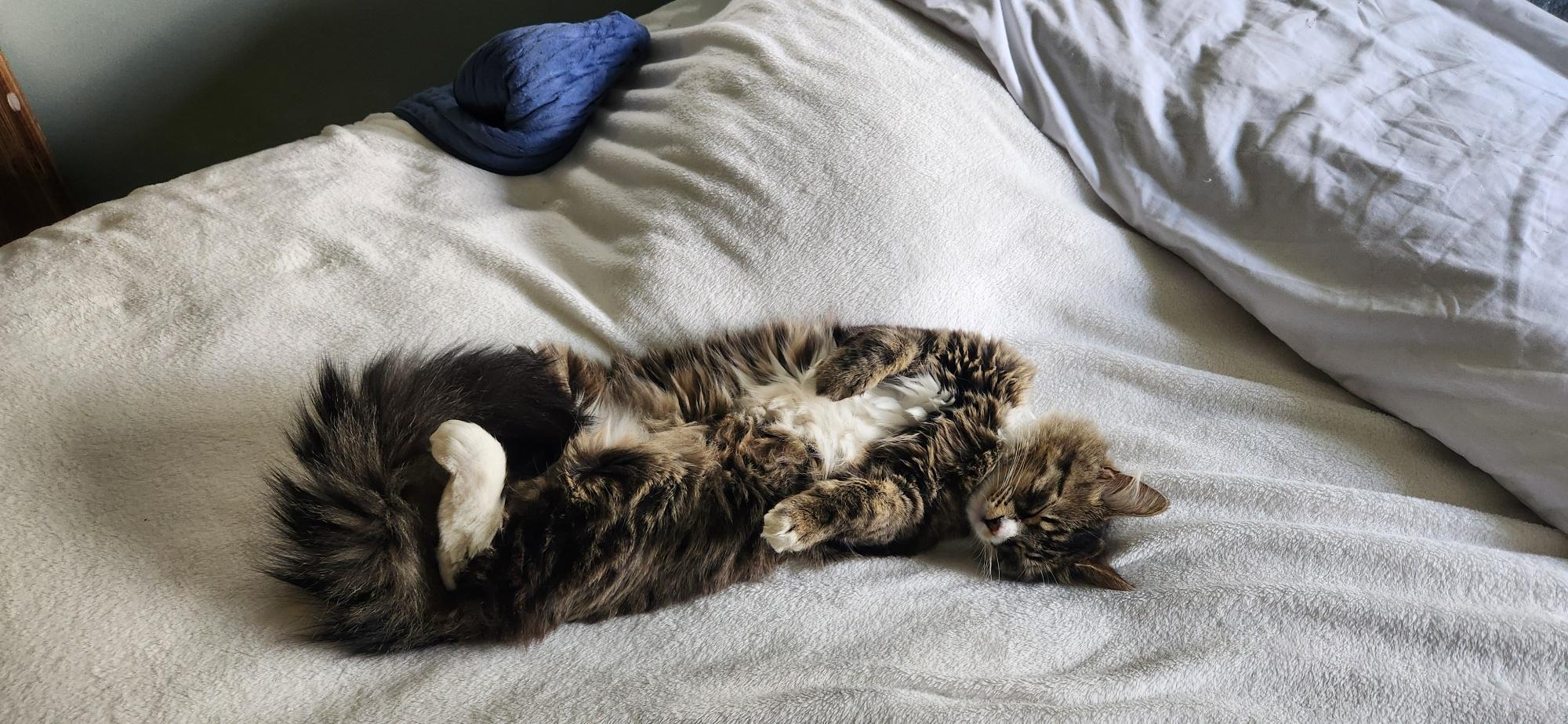 Dean, an adoptable Domestic Medium Hair in Thayne, WY, 83127 | Photo Image 2