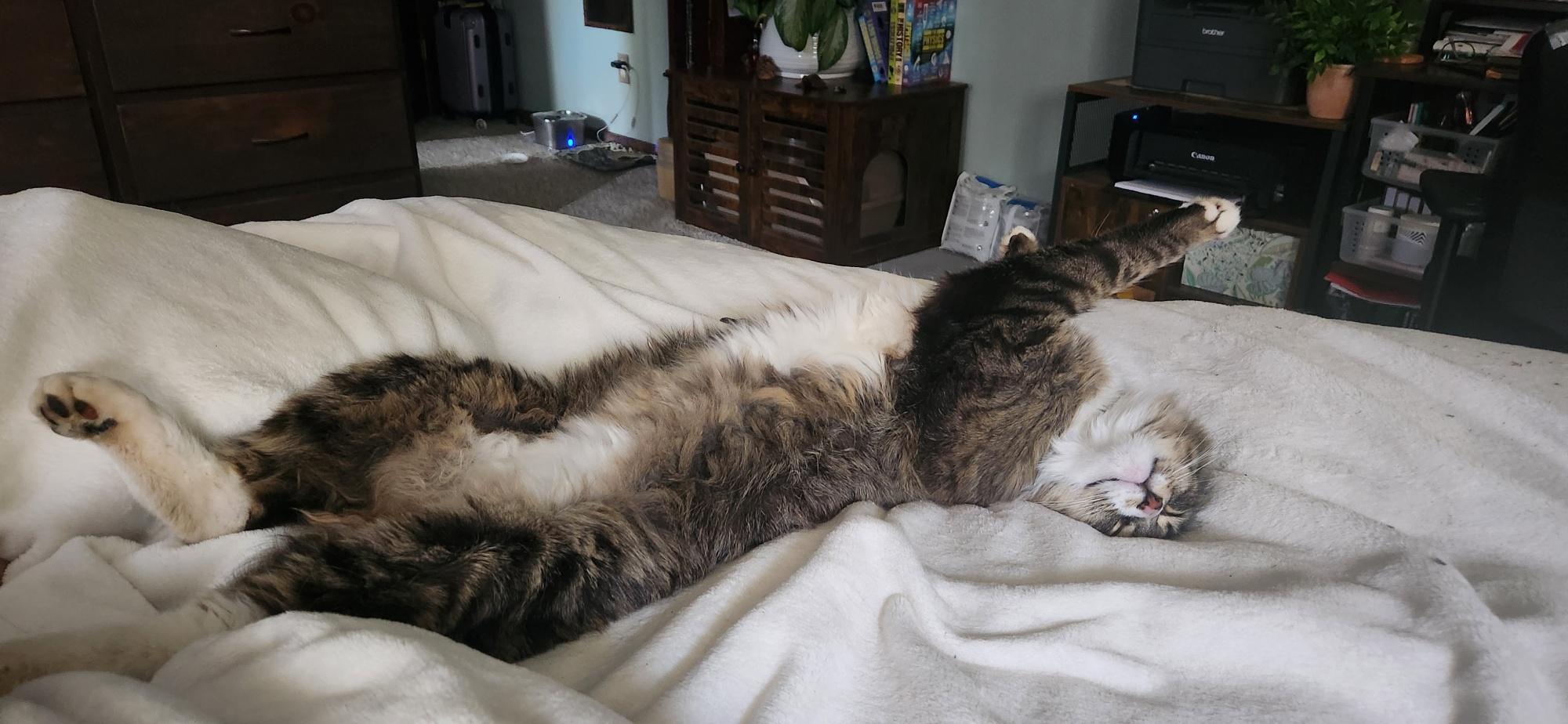 Dean, an adoptable Domestic Medium Hair in Thayne, WY, 83127 | Photo Image 4