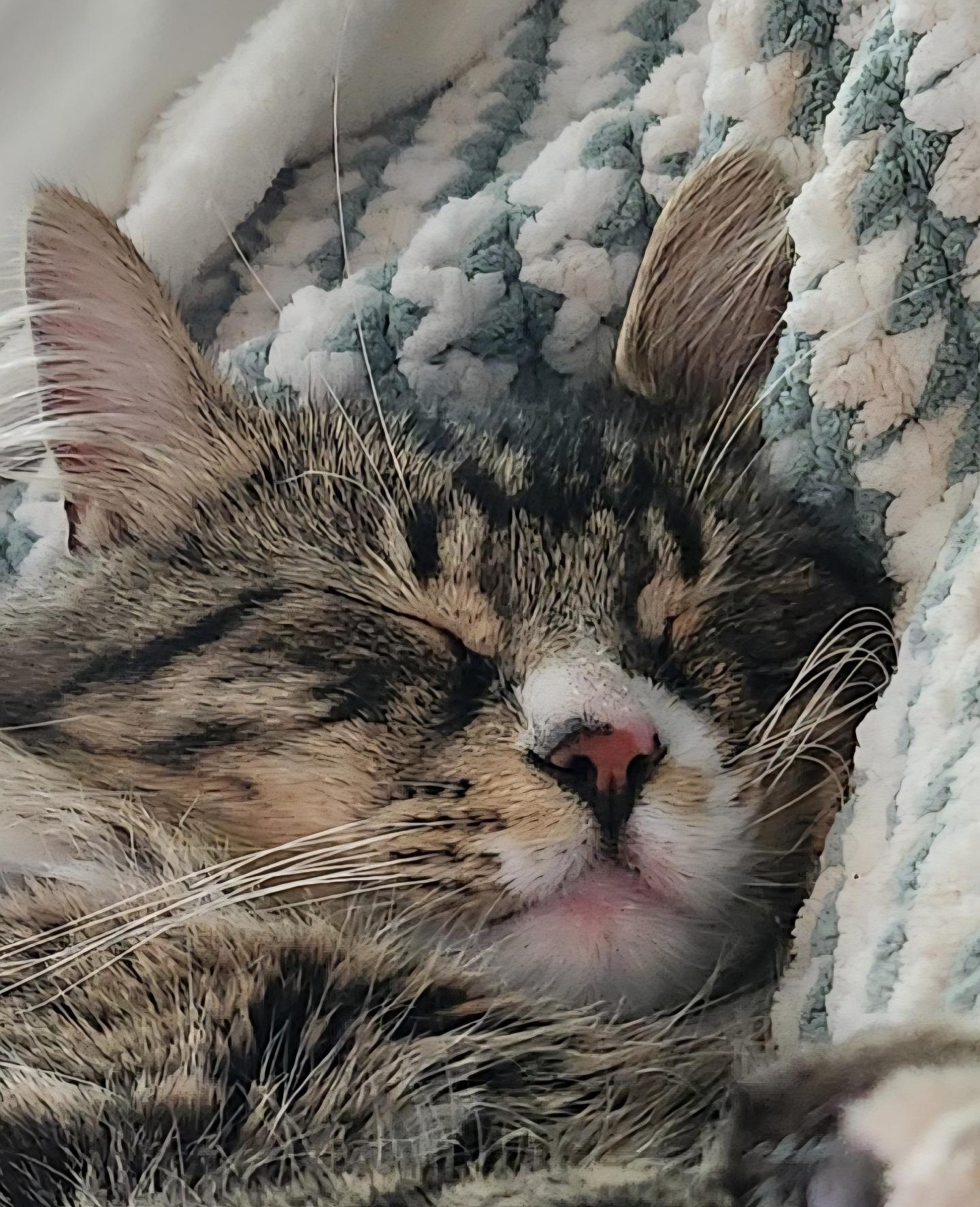 Dean, an adoptable Domestic Medium Hair in Thayne, WY, 83127 | Photo Image 1