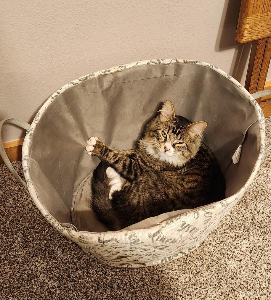 Dean, an adoptable Domestic Medium Hair in Thayne, WY, 83127 | Photo Image 5