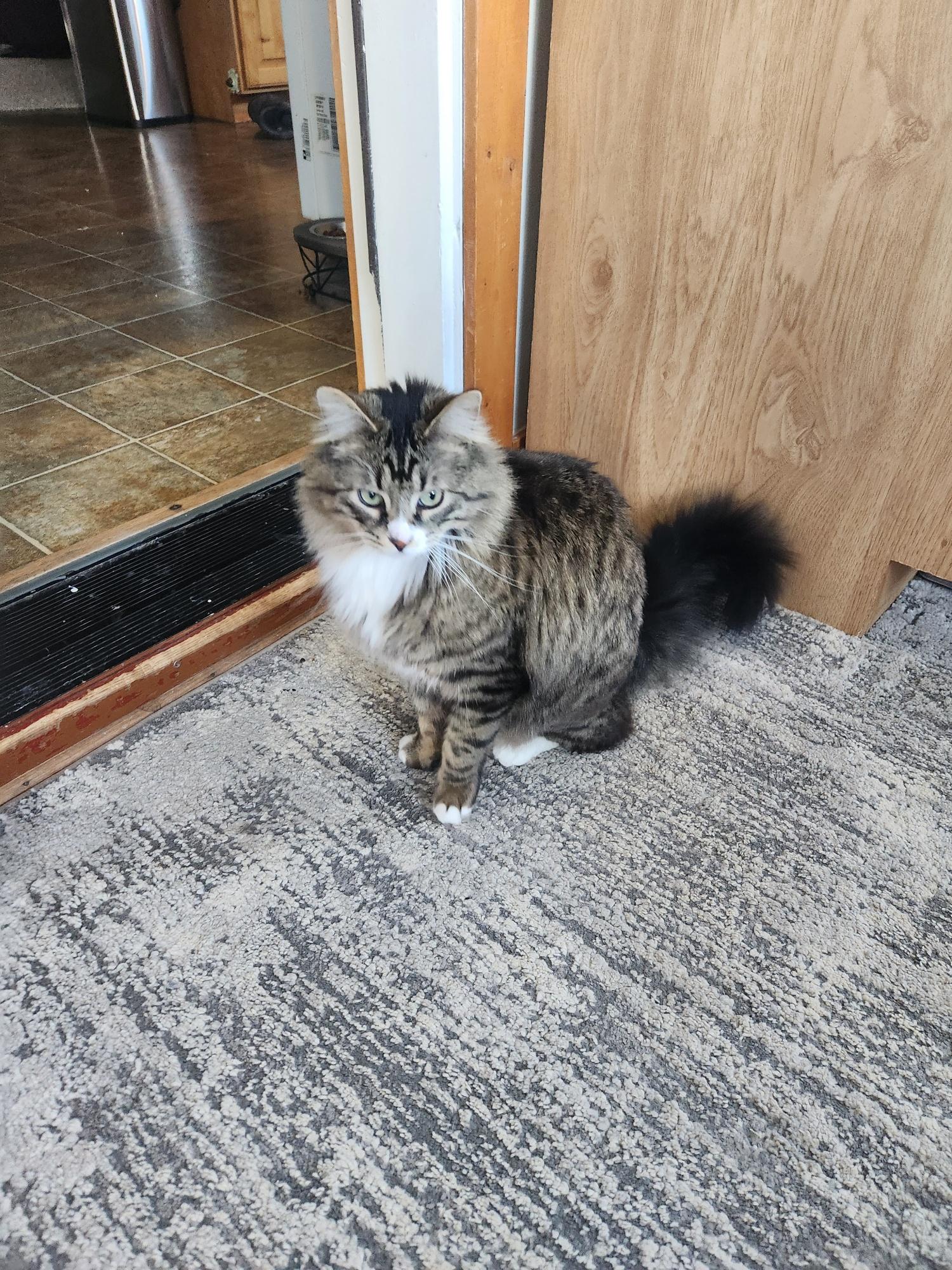 Dean, an adoptable Domestic Medium Hair in Thayne, WY, 83127 | Photo Image 3