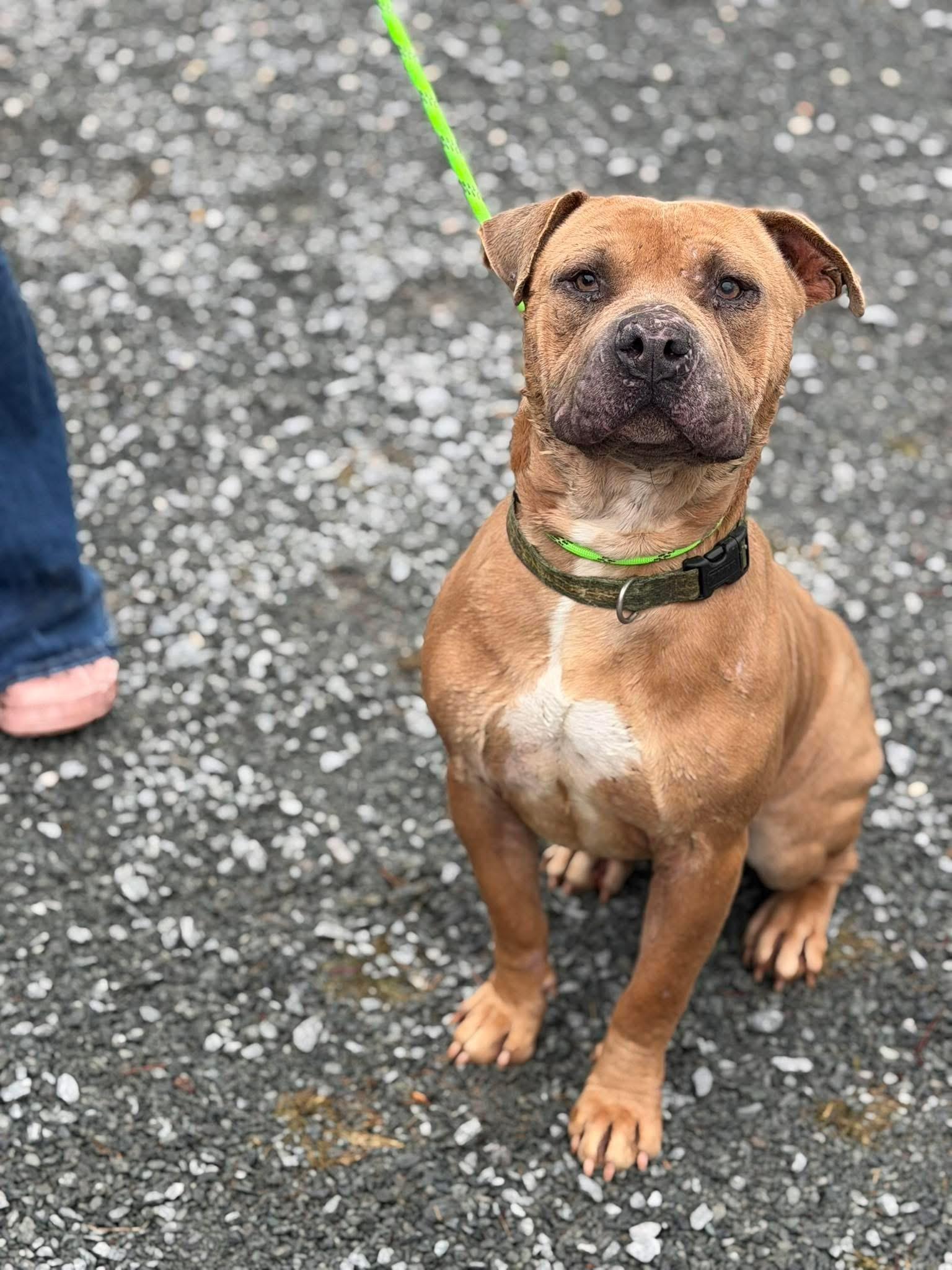 Werido, ADOPTABLE, Adult Male American Bulldog.