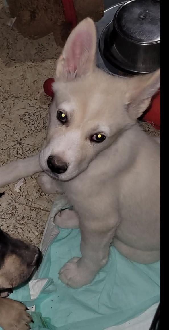 Yodel, ADOPTABLE, Puppy Male Shepherd.