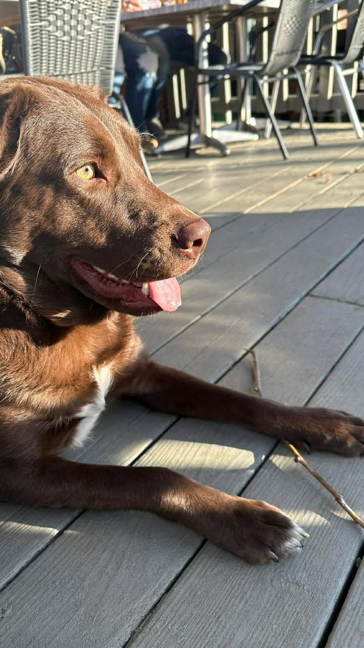 Milton, a ADOPTABLE mixed breed in Richmond, KY image 3/6