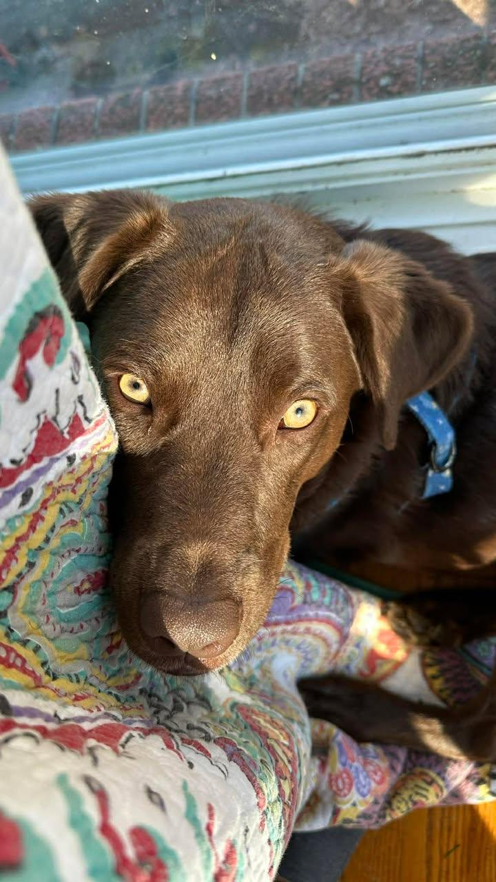 Enlarge Milton, a Adoptable mixed breed in Richmond, KY image 6/6