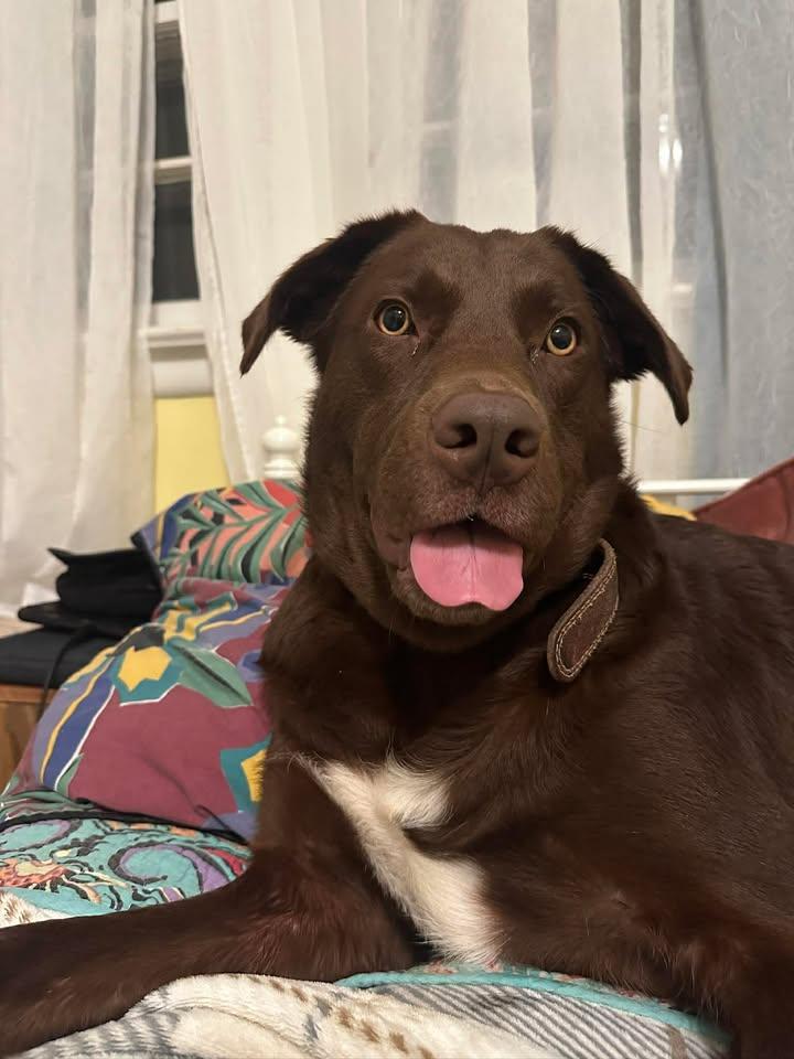Milton, a ADOPTABLE mixed breed in Richmond, KY image 2/6
