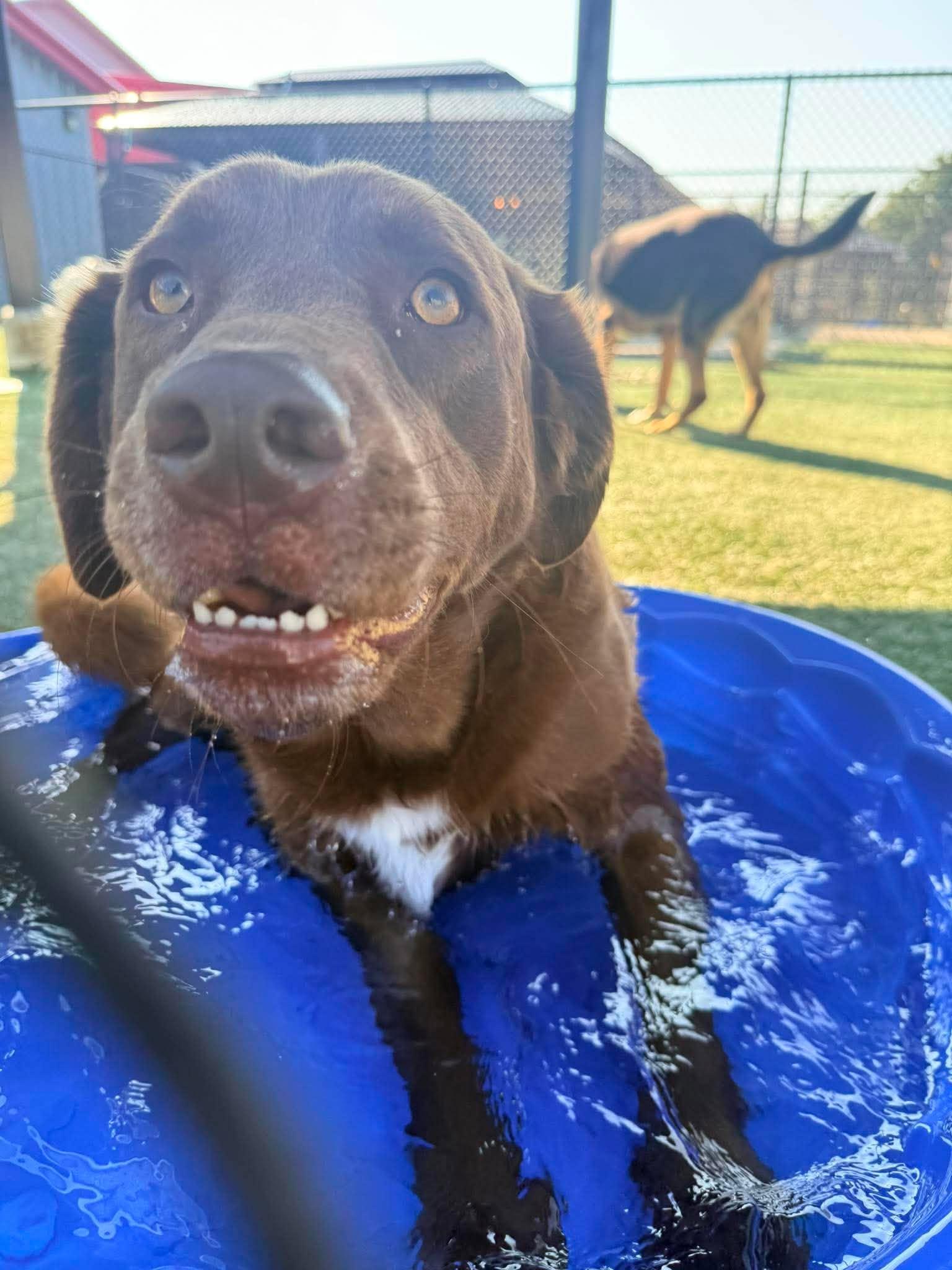 Enlarge Milton, a Adoptable mixed breed in Richmond, KY image 2/6