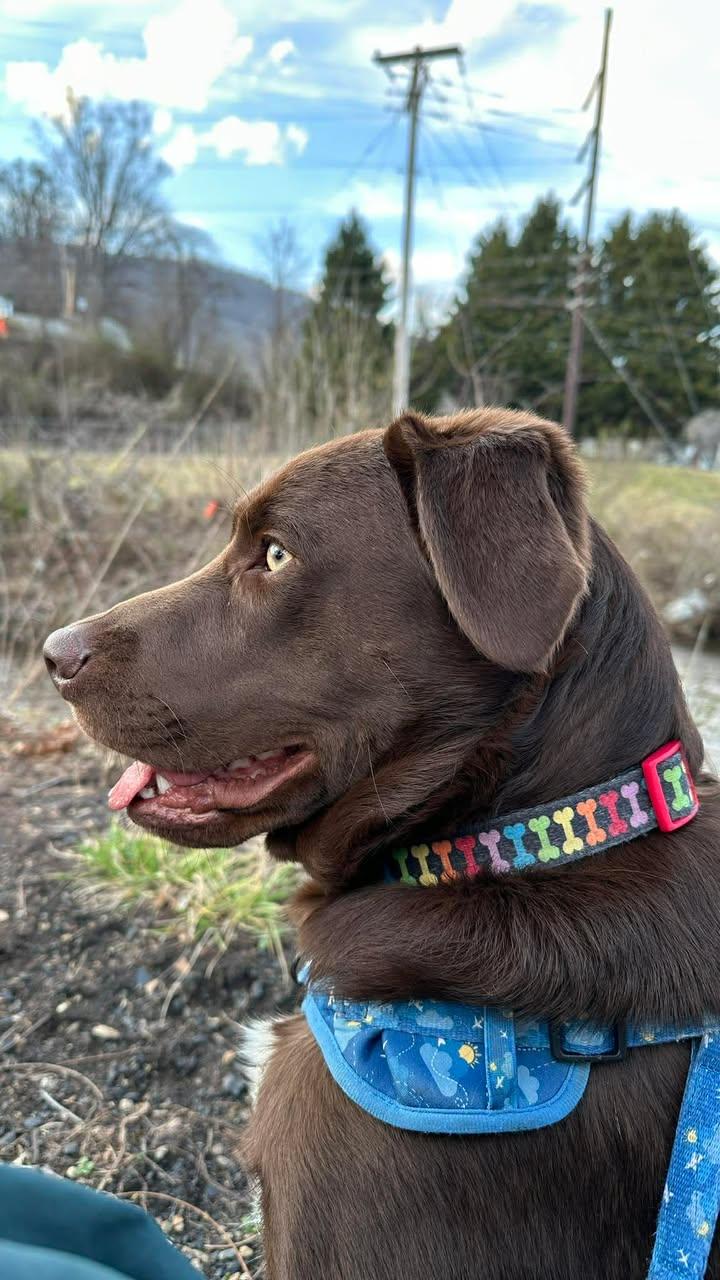 Milton, a ADOPTABLE mixed breed in Richmond, KY image 6/6