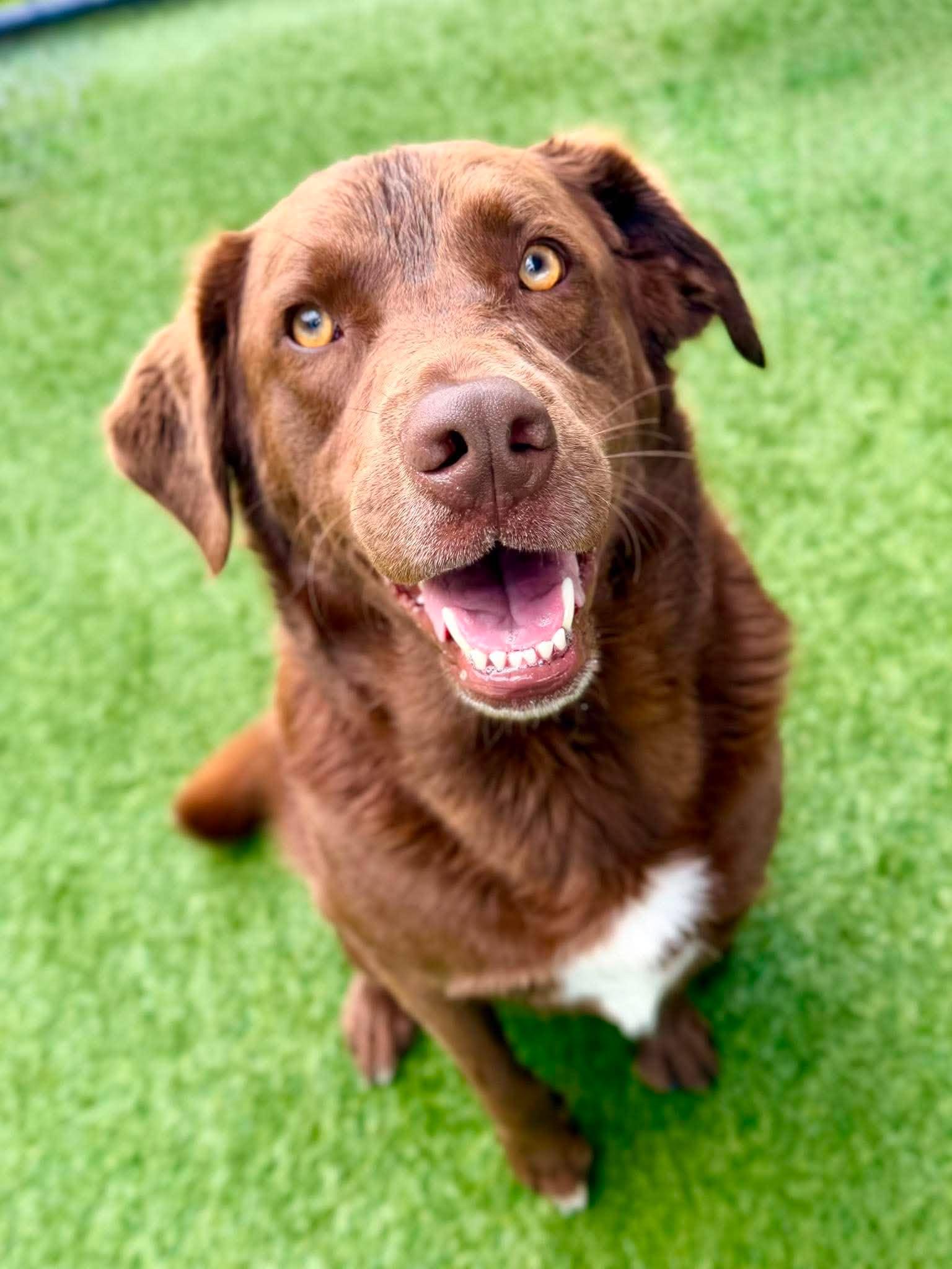 Milton, Adoptable, Young Male Chesapeake Bay Retriever.