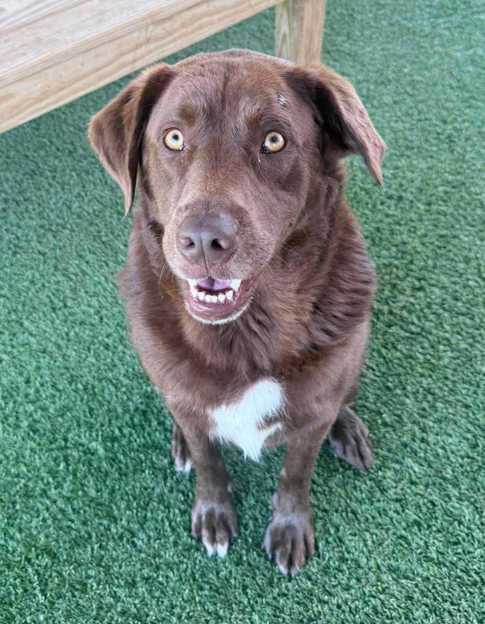 Enlarge Milton, a Adoptable mixed breed in Richmond, KY image 5/6