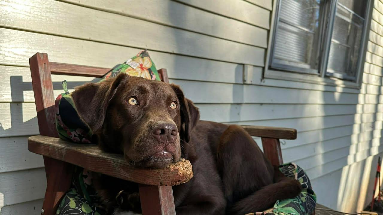 Milton, a ADOPTABLE mixed breed in Richmond, KY image 5/6