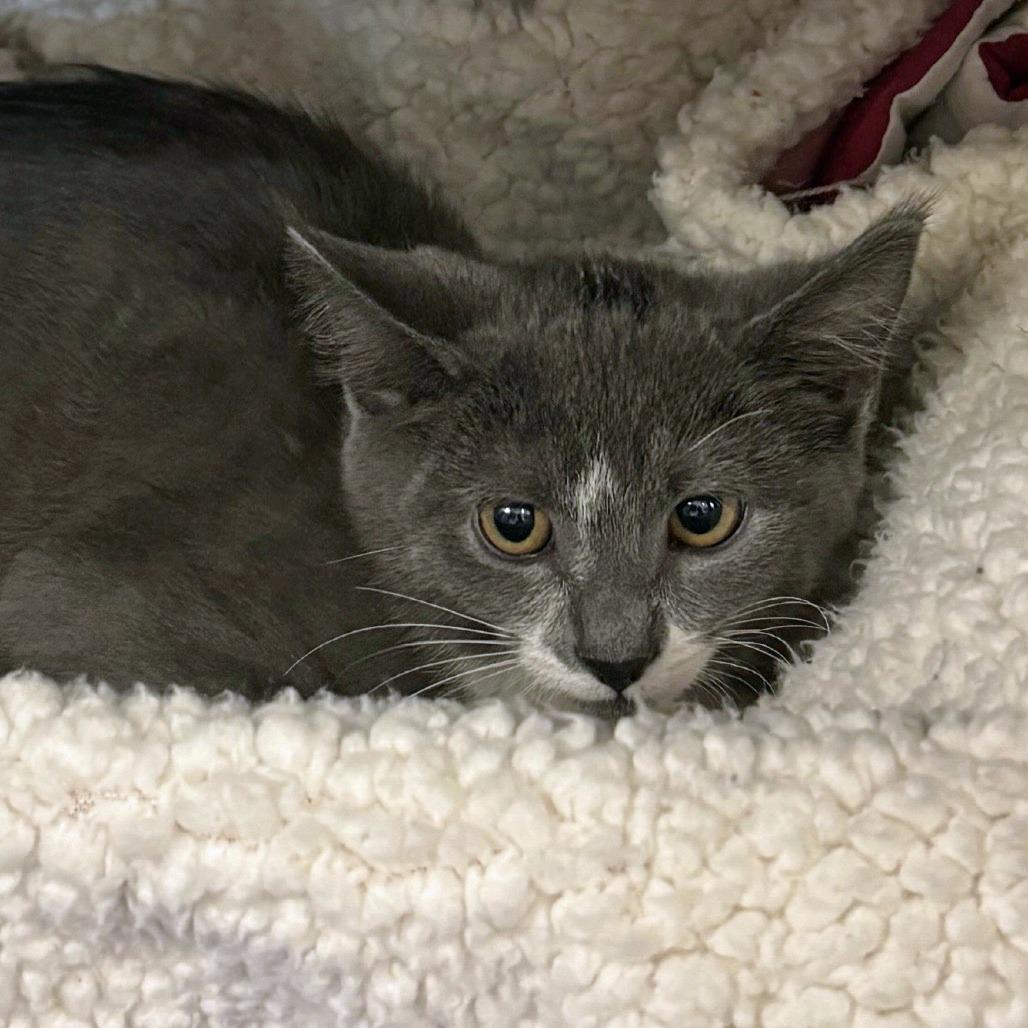 Frankie w/ Luella - 2 FUR 1 *In Foster!*, Adoptable, Kitten Female Domestic Short Hair.