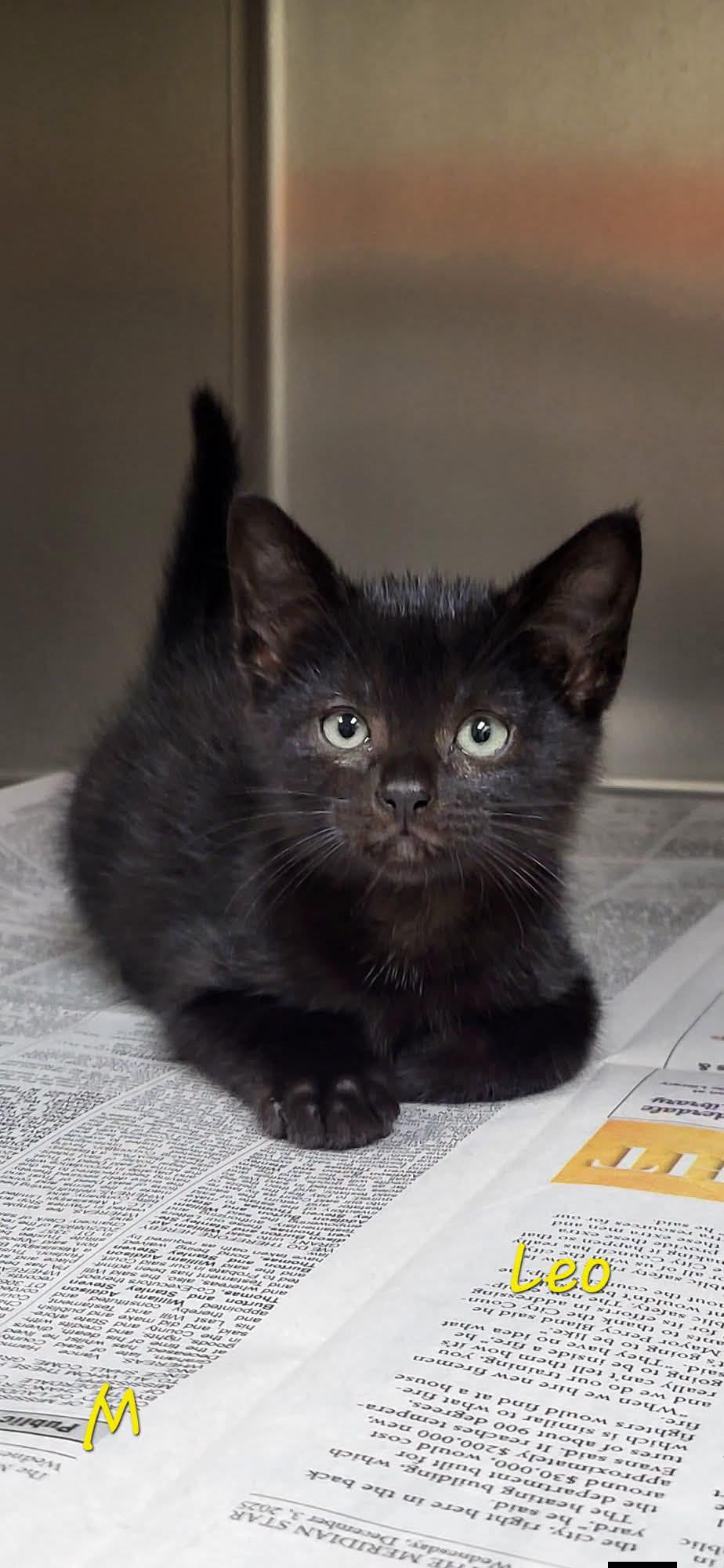 Leo, ADOPTABLE, Kitten Male Domestic Short Hair.