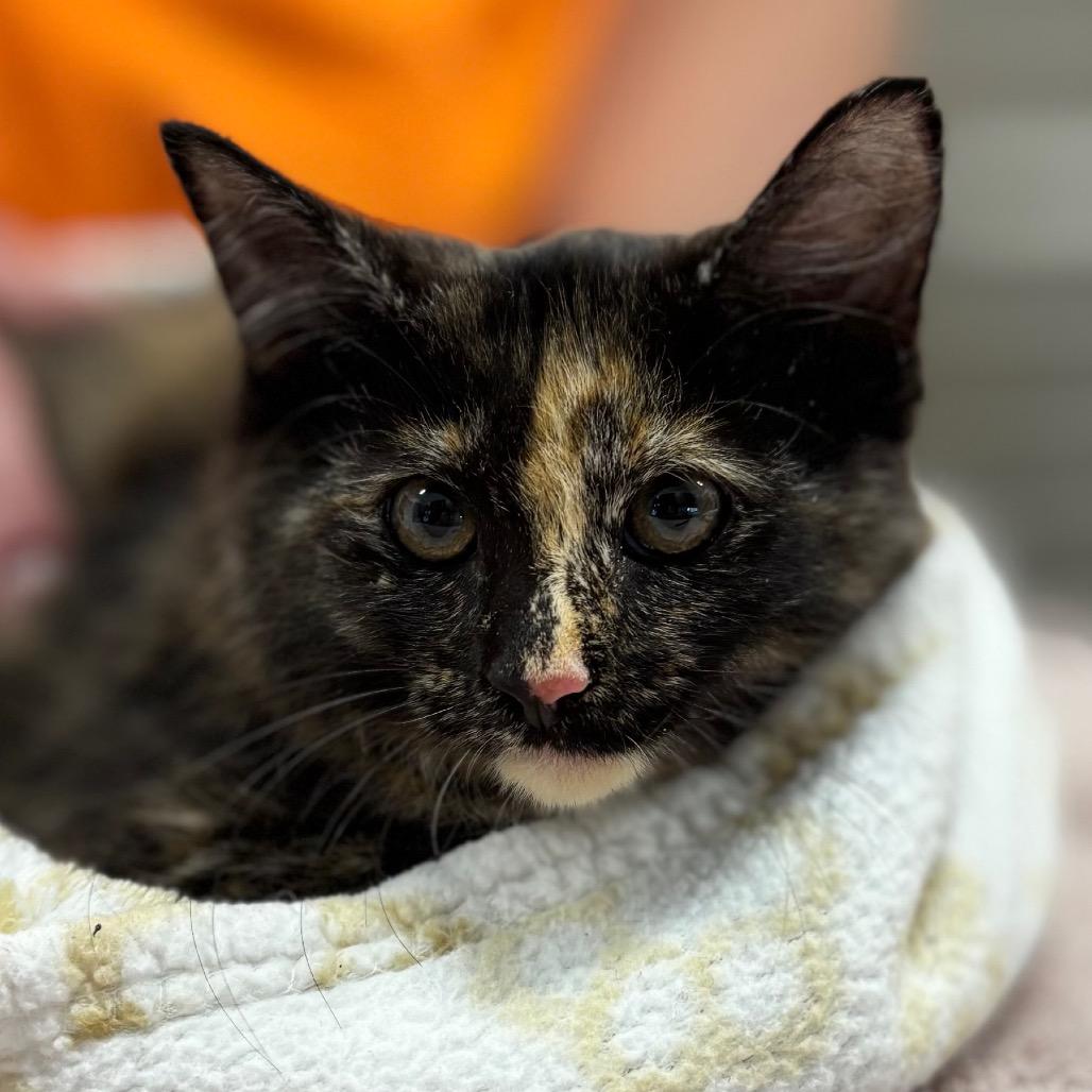 Emma, Adoptable, Kitten Female Domestic Long Hair.