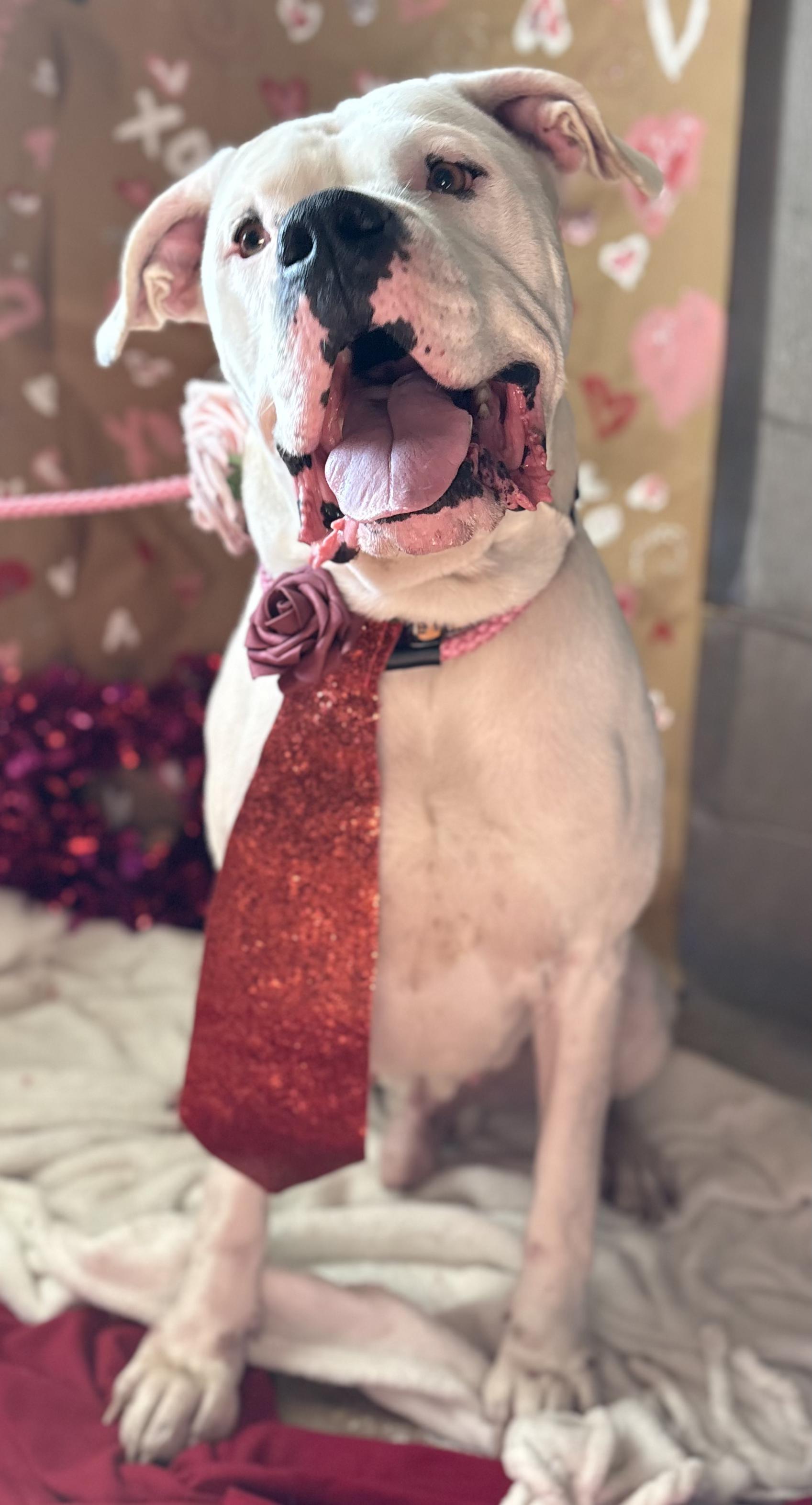 Thor , ADOPTABLE, Adult Male Dogo Argentino.
