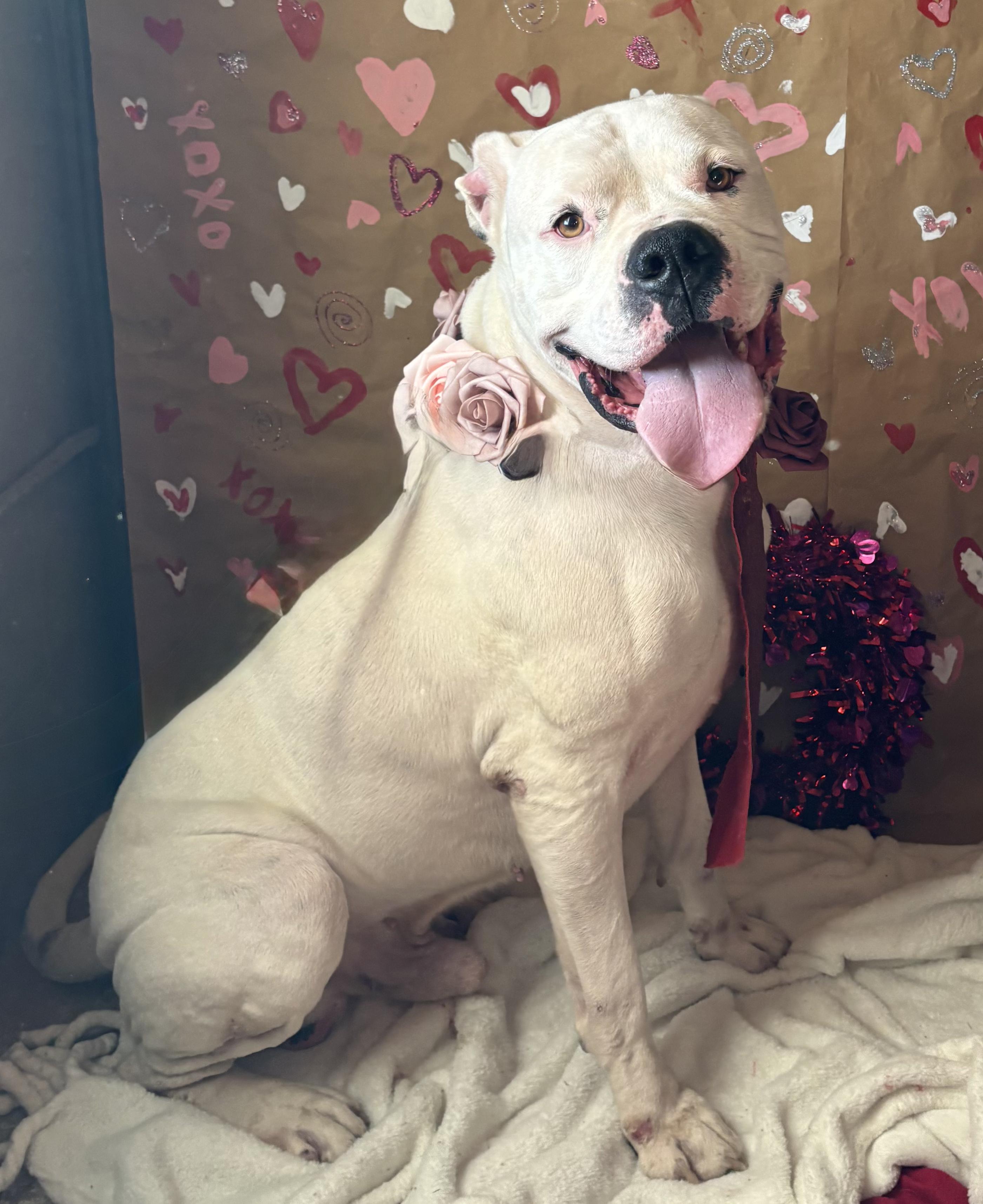 Enlarge Thor , a ADOPTABLE mixed breed in Newport, AR image 2/4