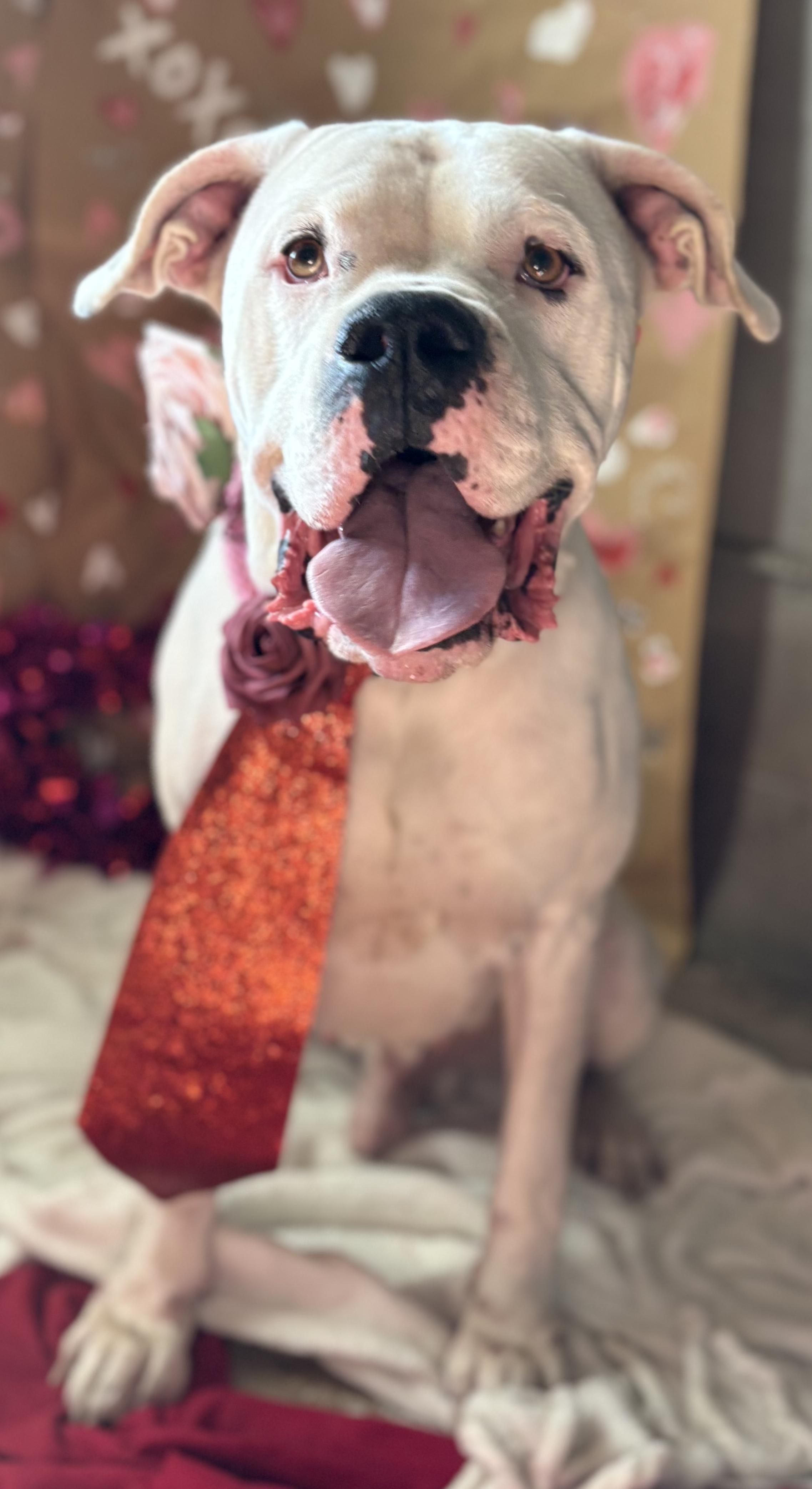 Enlarge Thor , a ADOPTABLE mixed breed in Newport, AR image 4/4