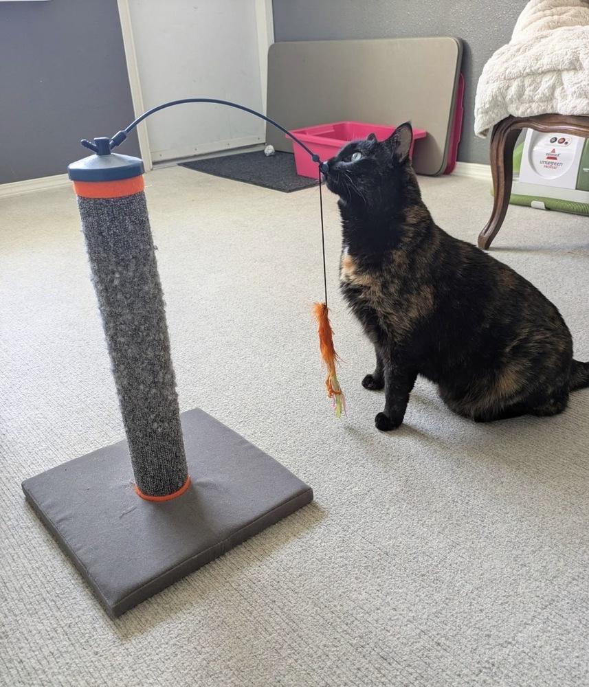 Lucy, Adoptable, Adult Female Domestic Short Hair.