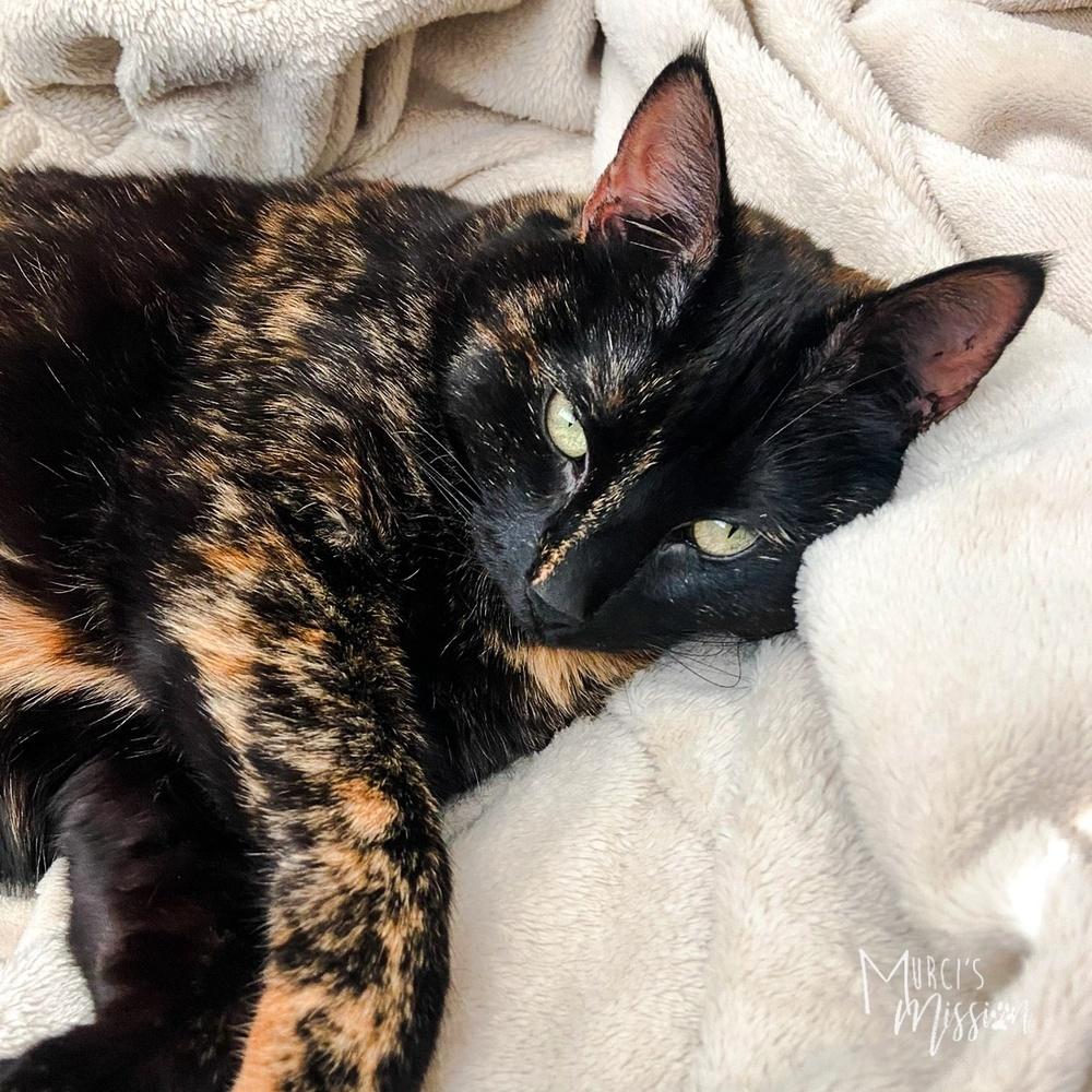 Lucy, Adoptable, Adult Female Domestic Short Hair.