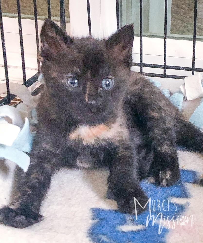 Enlarge Lucy, a Adoptable mixed breed in Spokane , WA image 3/4