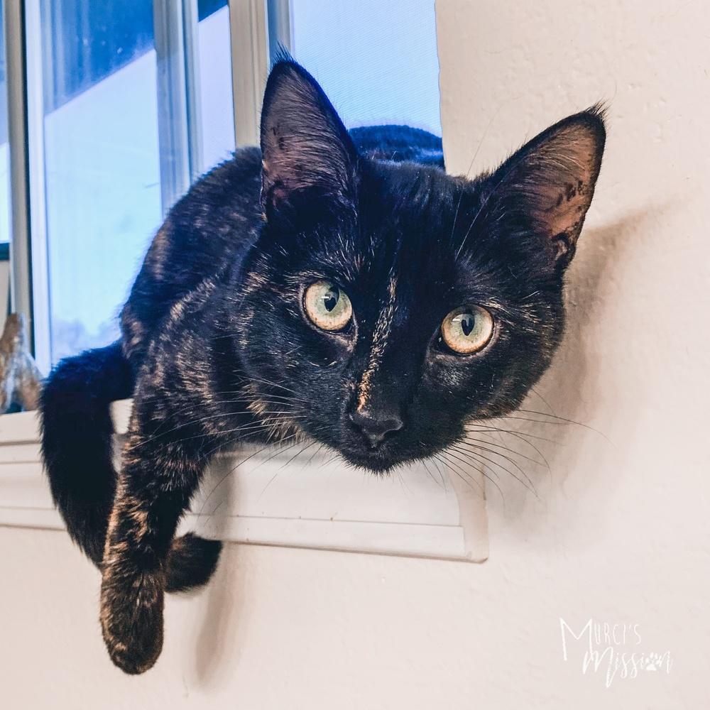 Enlarge Lucy, a Adoptable mixed breed in Spokane , WA image 4/4